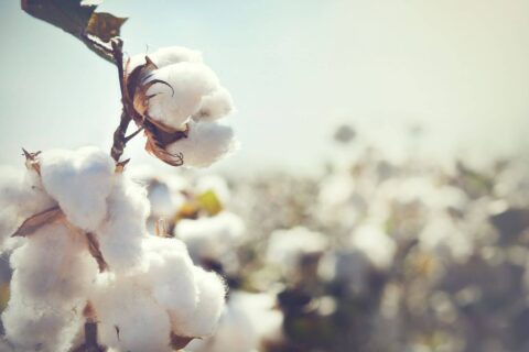 Regenerative Cotton Farming: A Sustainable Alternative to Conventional Practices?